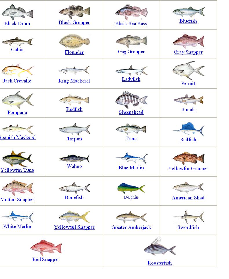 Tropical Fish Size Chart